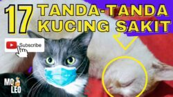 17 TANDA KUCING SAKIT TIPS MERAWAT KUCING SAKIT #kucingsakit