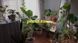 tips + trick menanam tanaman di dalam kamar!